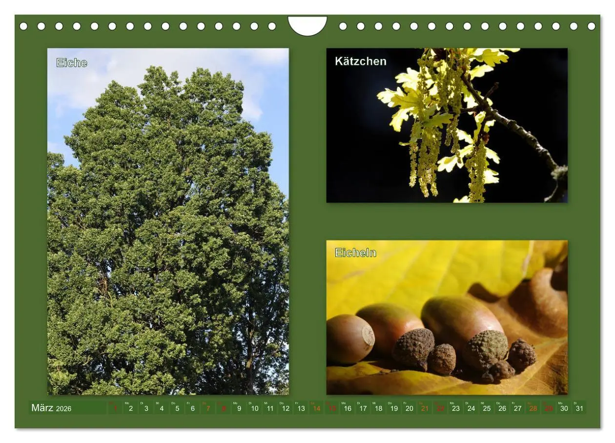 Bild: 9783457907214 | Faszinierende Bäume (Wandkalender 2026 DIN A4 quer), CALVENDO...